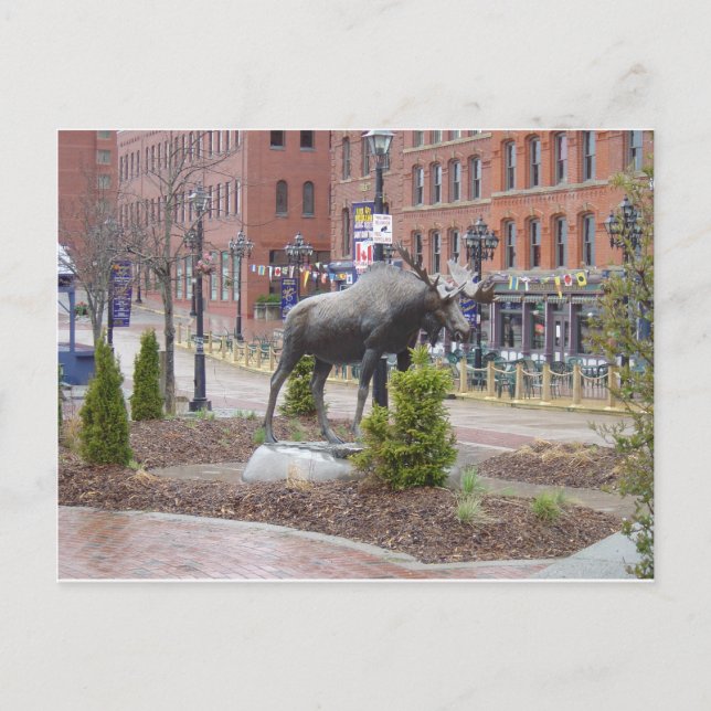 Mooose! St John, NB Vykort (Framsida)