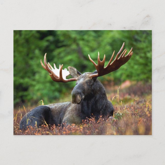 Mooose! Vykort (Framsida)