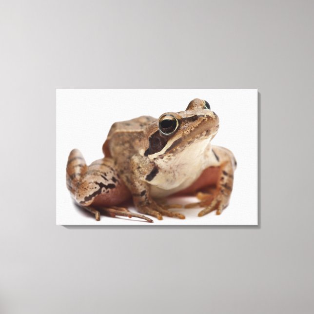 Moor Frog - Rana arvalis Canvastryck (Framsida)