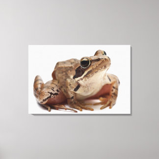 Moor Frog - Rana arvalis Canvastryck