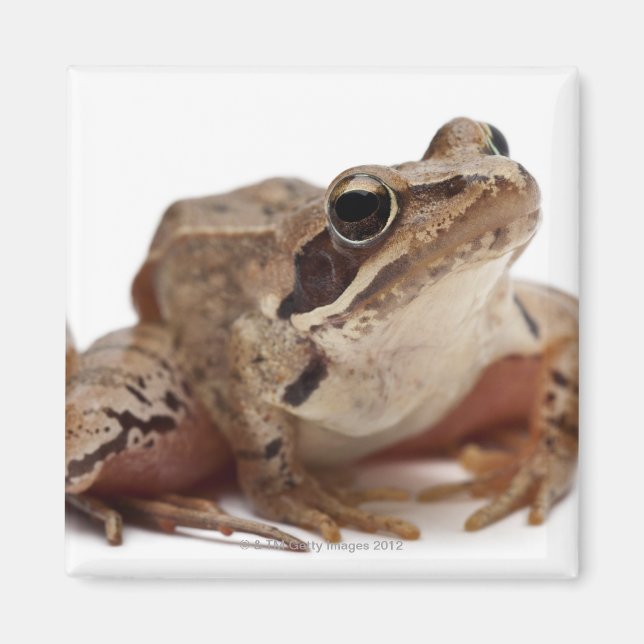 Moor Frog - Rana arvalis Magnet (Framsidan)