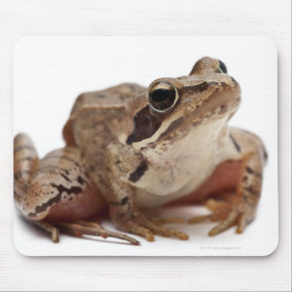 Moor Frog - Rana arvalis Musmatta