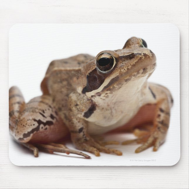 Moor Frog - Rana arvalis Musmatta (Framsidan)