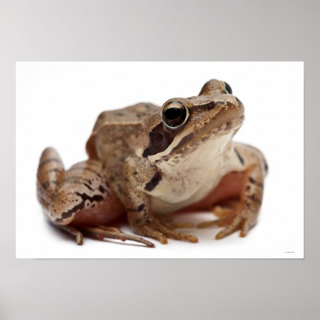 Moor Frog - Rana arvalis Poster (Framsidan)