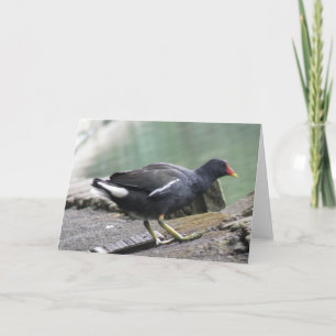 Moorhen Greeting Card Kort