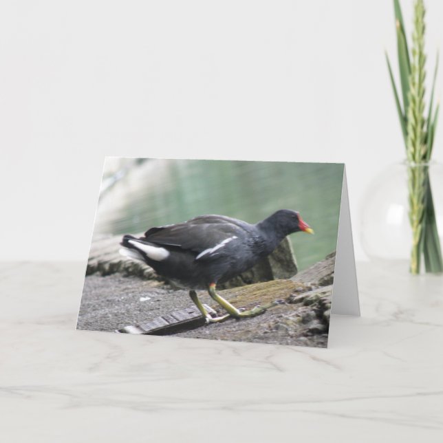 Moorhen Greeting Card Kort (Framsida)