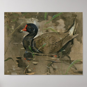 Moorhen   Joseph Crawhall Poster