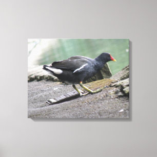 Moorhen Kanvastryck