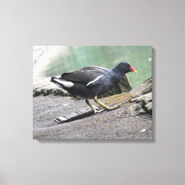 Moorhen Kanvastryck (Framsida)