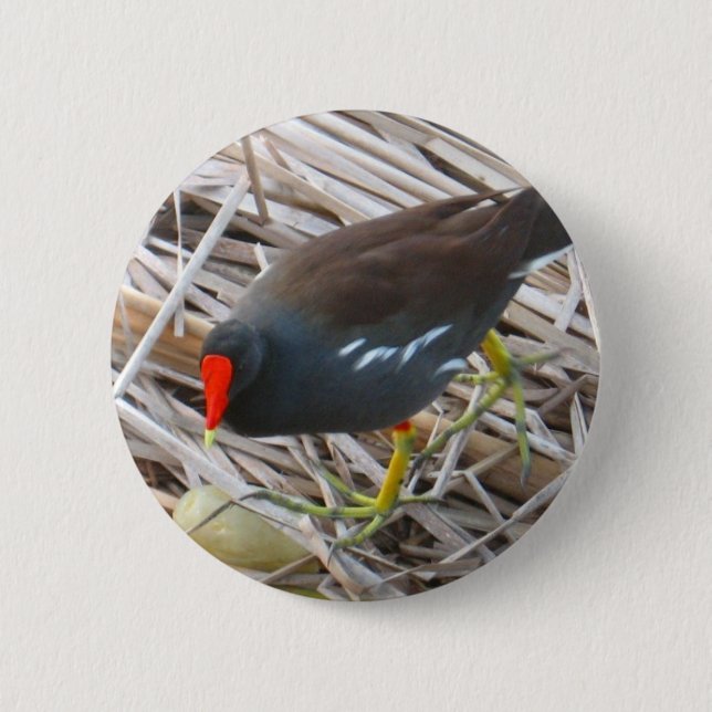 Moorhen Knapp (Framsida)