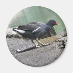 Moorhen Magnet