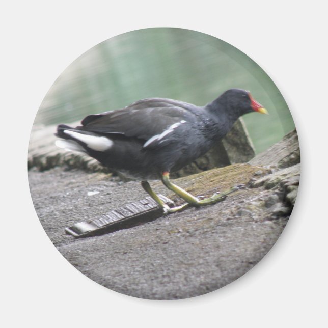 Moorhen Magnet (Framsidan)