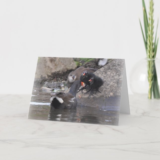 Moorhen med tonåring och chickar kort (Framsida)