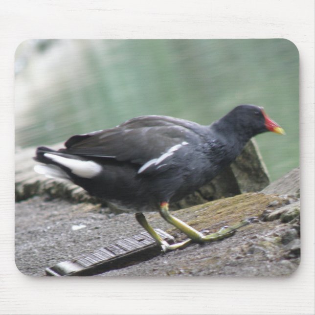 Moorhen Mousepad Musmatta (Framsidan)