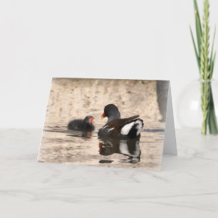 Moorhen och Chick Kort
