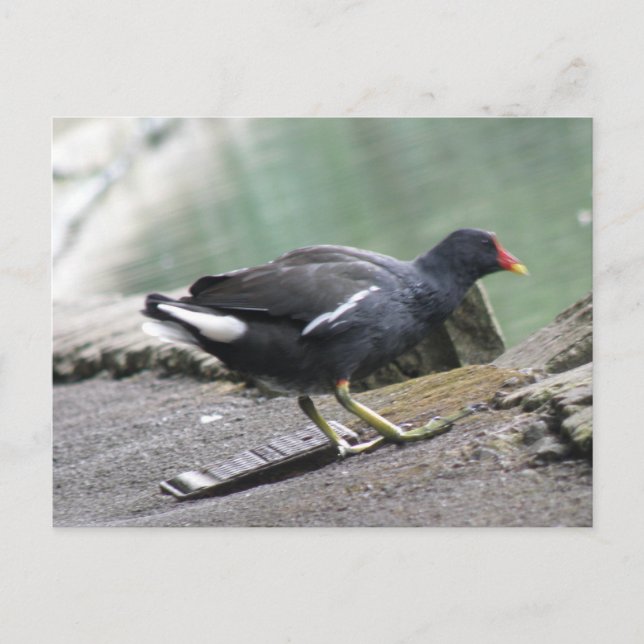 Moorhen Postcard Vykort (Framsida)