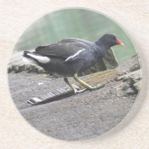 Moorhen Underläggs Underlägg