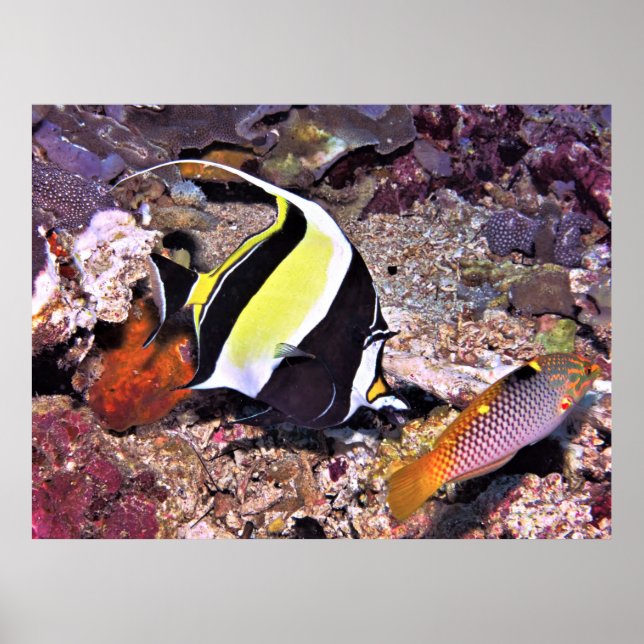 Moorish Idol and Wrasse Poster (Framsidan)