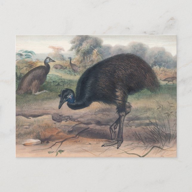 Mooruk av Joseph Varg Vykort (Framsida)