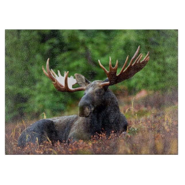Moose (Framsidan)