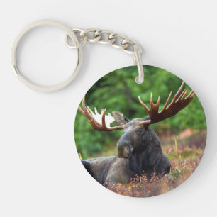 Moose