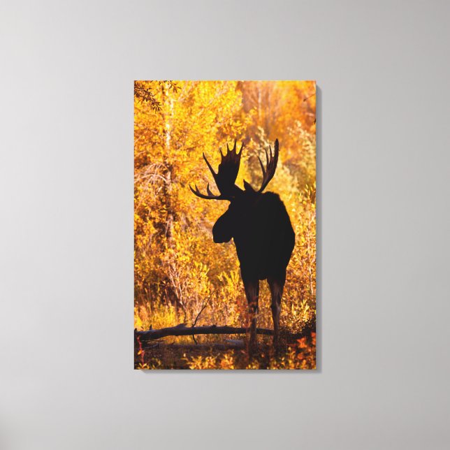 Moose (Alces Alces) Bull in Golden Willows 2 Canvastryck (Framsida)