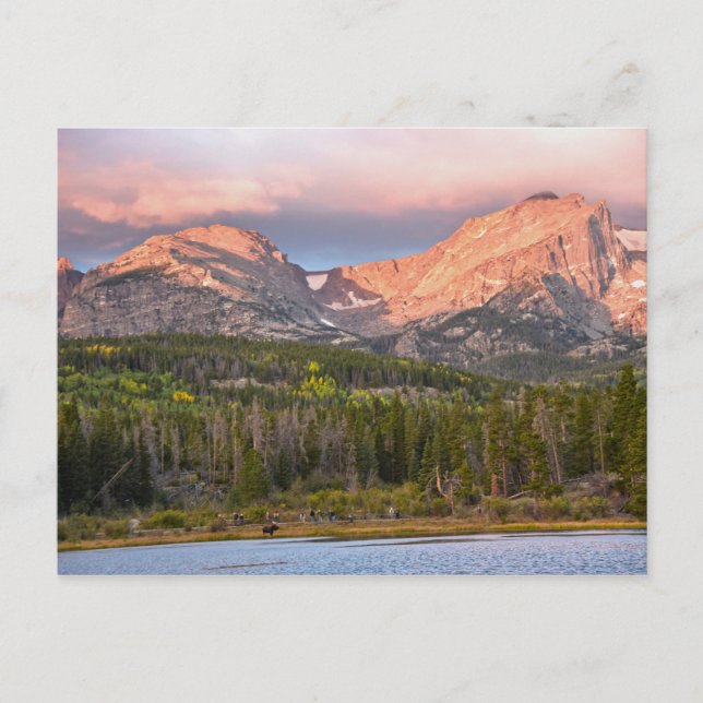 Moose and Tourists at Sprague Sjö, Colorado Vykort (Framsida)