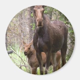 Moose Animal Forest Peace Kärlek Destiny Magnet