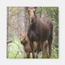 Moose Animal Forest Peace Kärlek Destiny Magnet