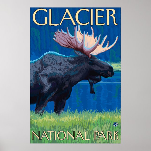 Moose at Night - Glacier National Park, MT Poster (Framsidan)