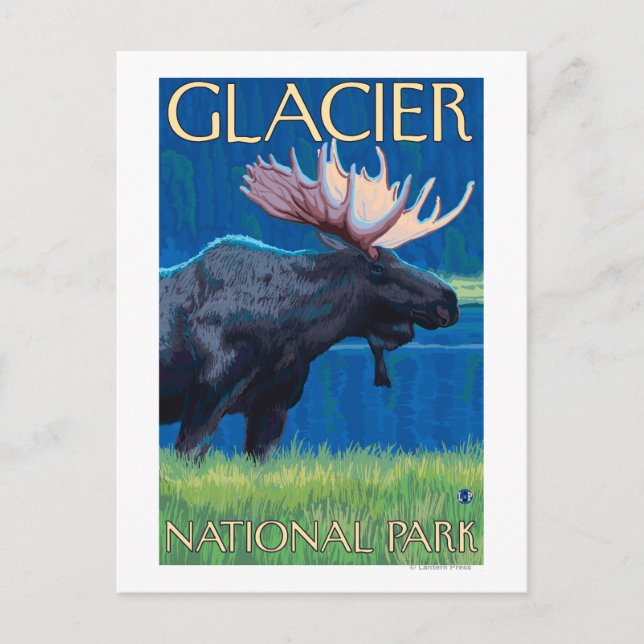 Moose at Night - Glacier National Park, MT Vykort (Framsida)