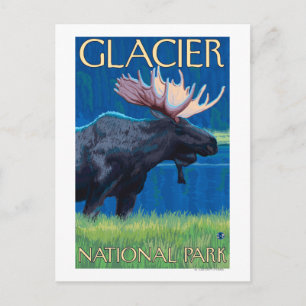 Moose at Night - Glacier National Park, MT Vykort