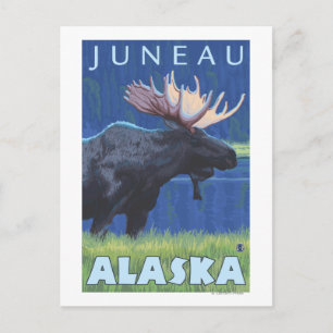 Moose at Night - Juneau, Alaska Vykort