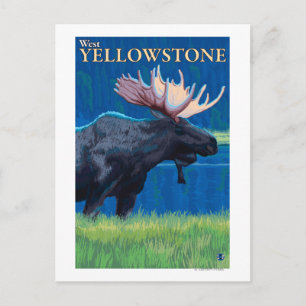 Moose at Night - Väster Yellowstone, Montana Vykort