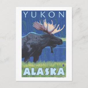 Moose at Night - Yukon, Alaska Vykort