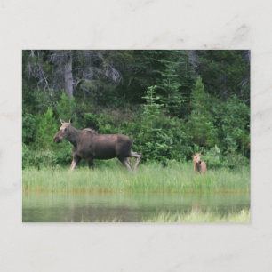 Moose be Breakfast Time Vykort