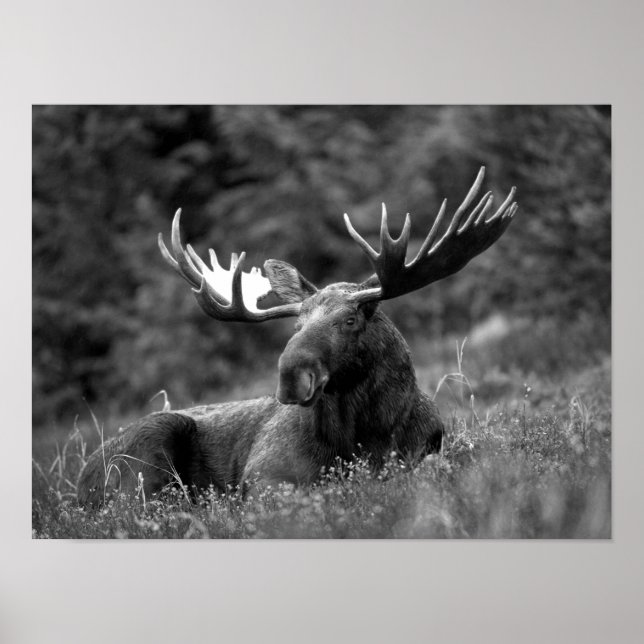 Moose Black White Photo Modern Rustic Cabin Poster (Framsidan)