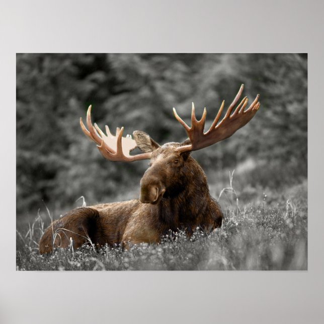 Moose Black White Photo Monochromatic Rustic Poster (Framsidan)