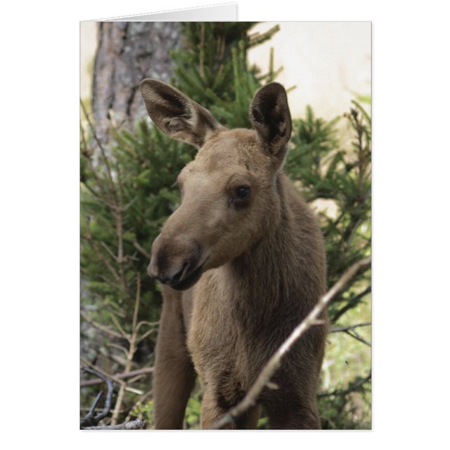 Moose Calf OBS Kort (Framsidan)