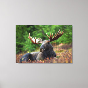 Moose Canvastryck