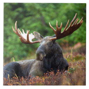 Moose Ceramic Tile Kakelplatta