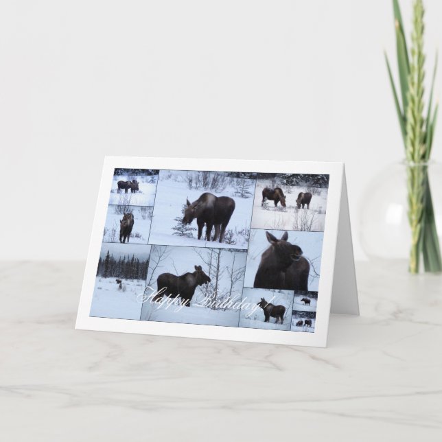 Moose Collage; Grattis på födelsedagen Kort (Framsida)