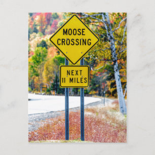 Moose Crosing Postcard Vykort