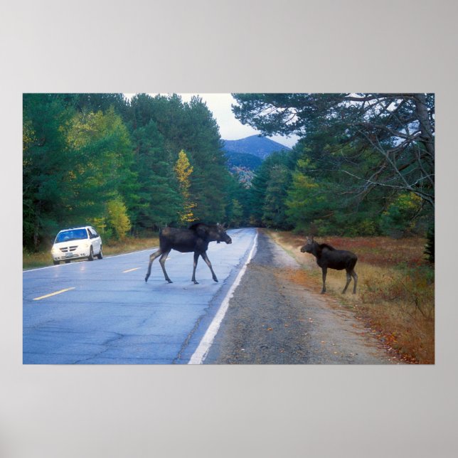 Moose Crossing Kancamagus Highway Poster (Framsidan)