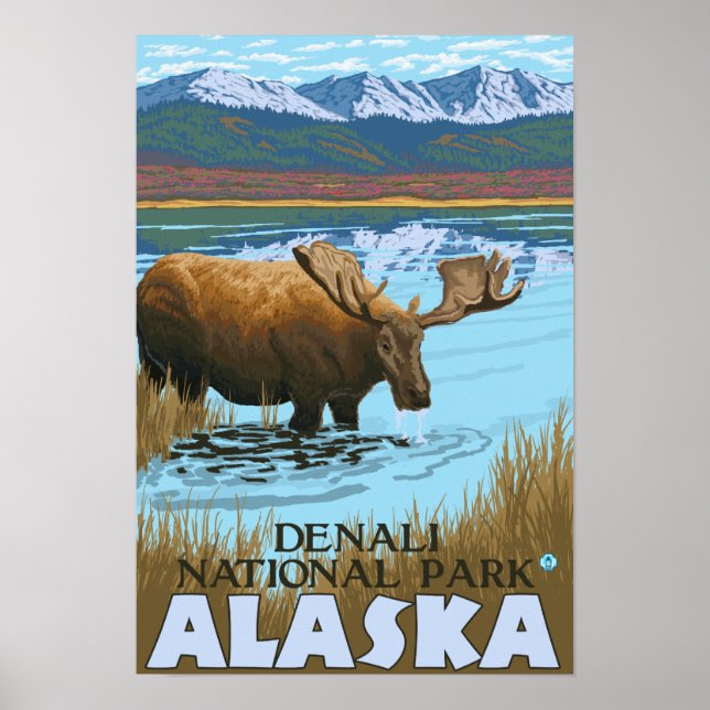 Moose Drinking vid Sjö - Denali National Park. Poster (Framsidan)