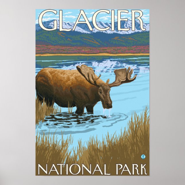 Moose Drinking vid Sjö - Glacier National Park Poster (Framsidan)