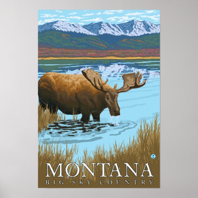Moose Drinking vid Sjö - Montana Poster (Framsidan)