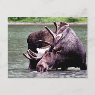 Moose Drinking Vykort