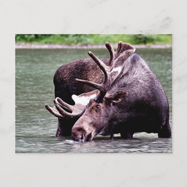 Moose Drinking Vykort (Framsida)