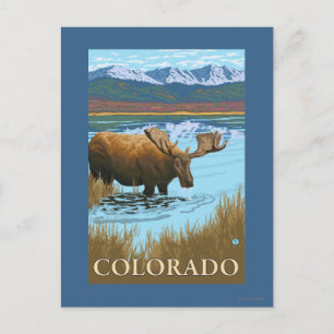 Moose DrinkingColorado Vykort